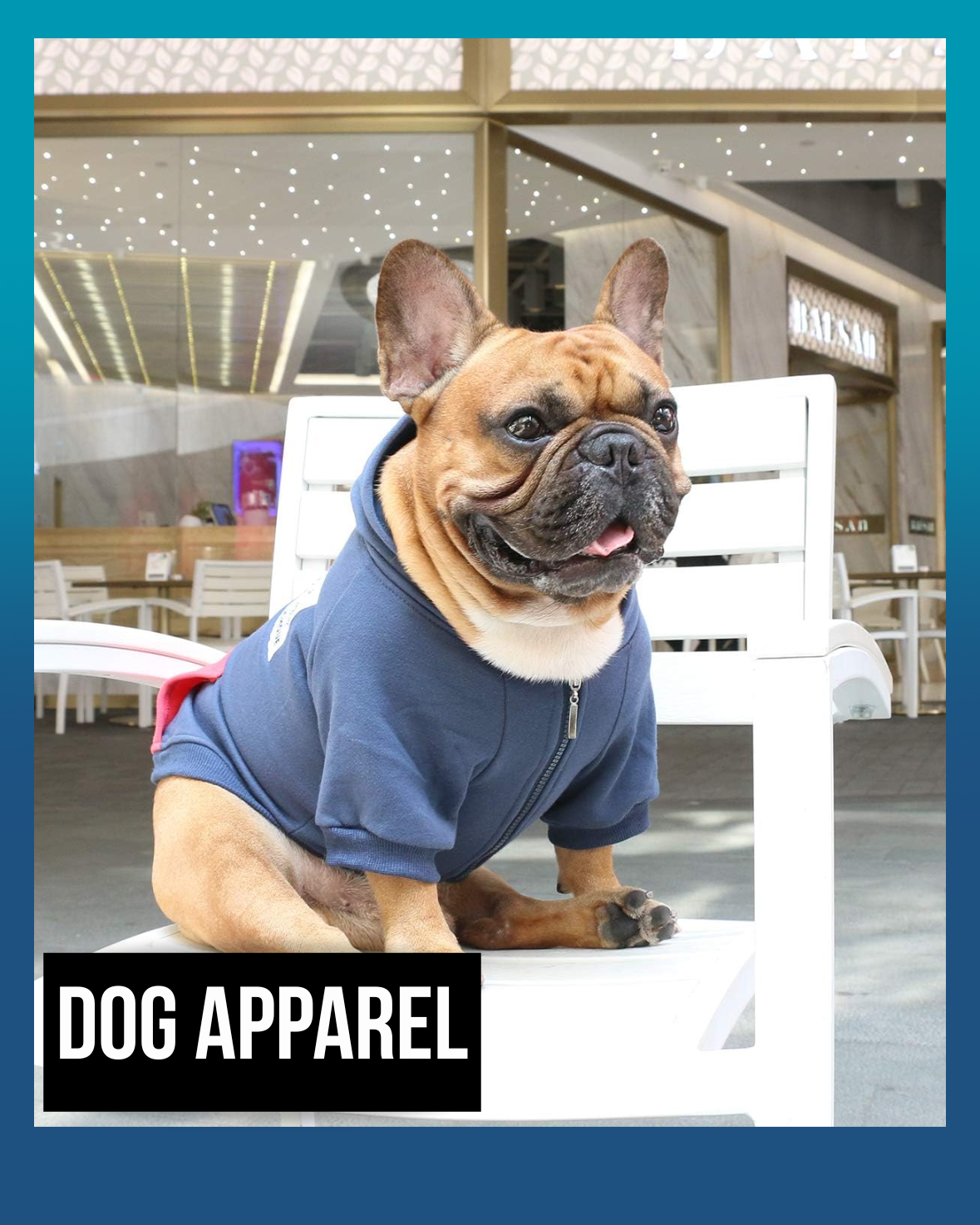 Dog Apparel