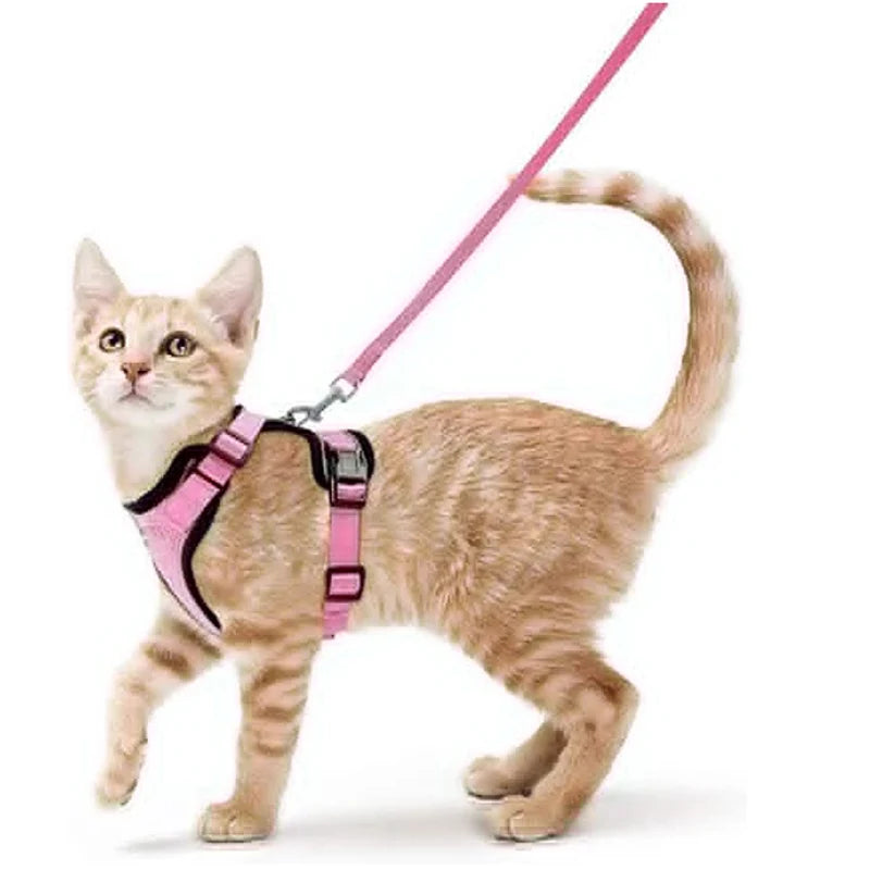 Classic Cat Essential
