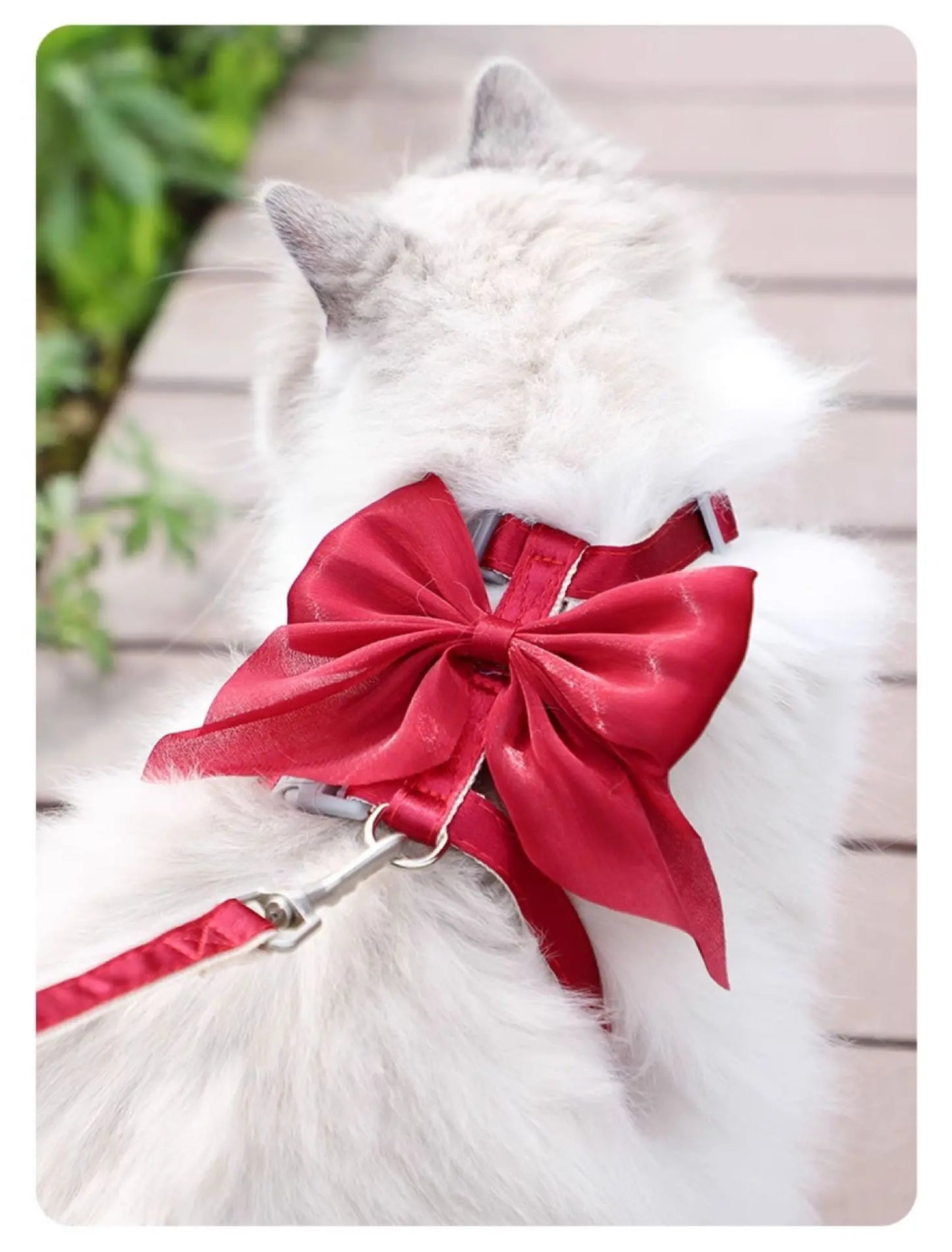 Cozy Cat Accessory