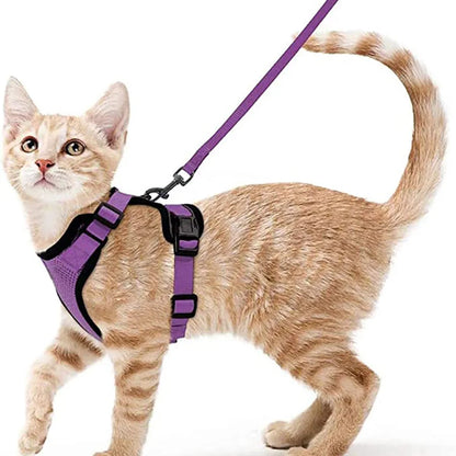 Classic Cat Essential