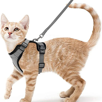 Classic Cat Essential