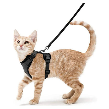 Classic Cat Essential