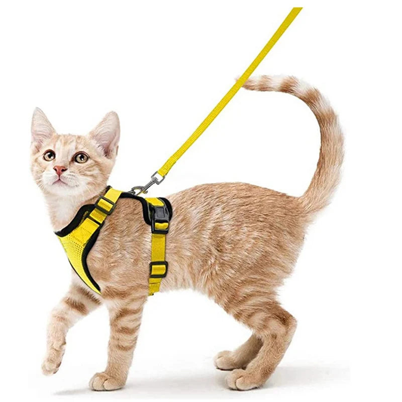 Classic Cat Essential