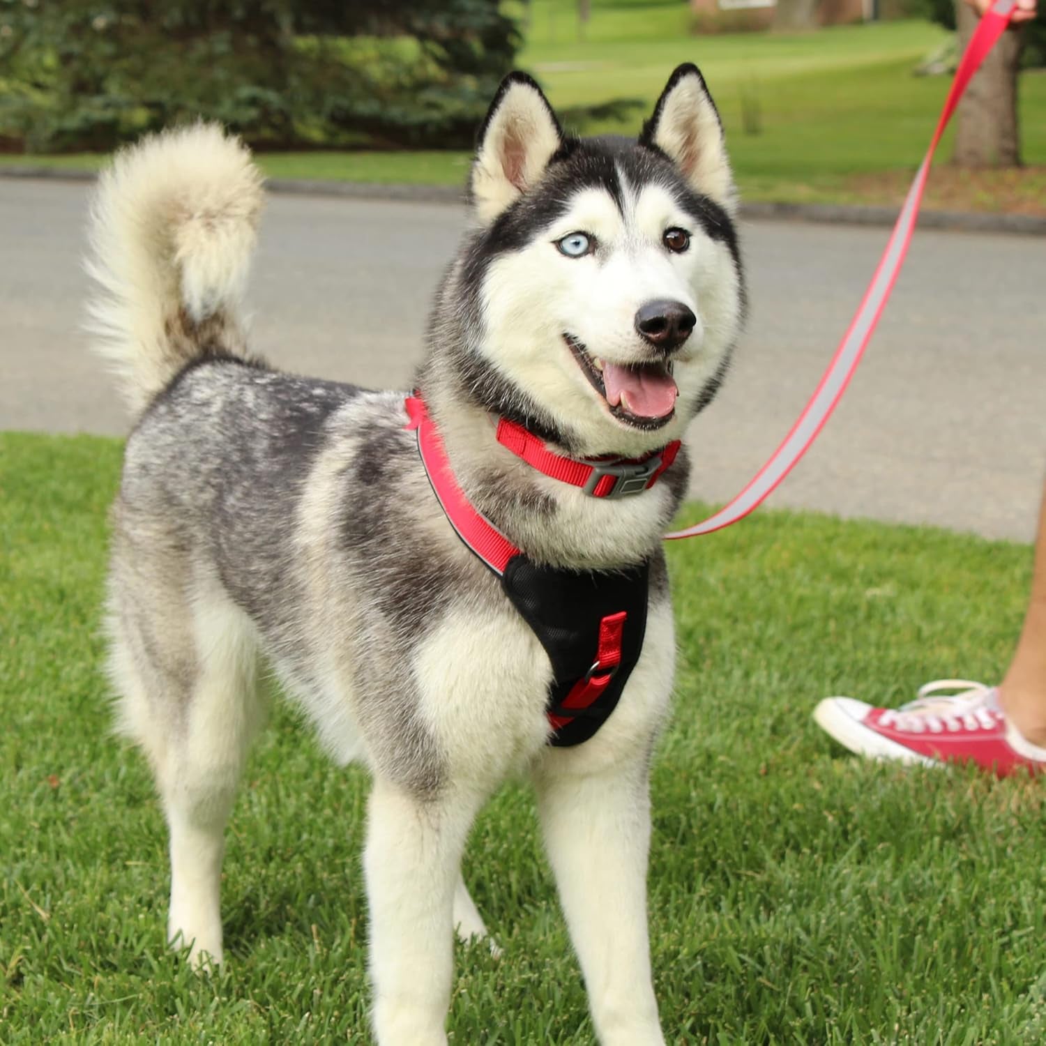 Reflective Dog Harness Padded Dog Harness Provides Comfort Control for a Walk or Running Great Pet Accessories Dog Vest XS Extra Small Teal Dog Harness